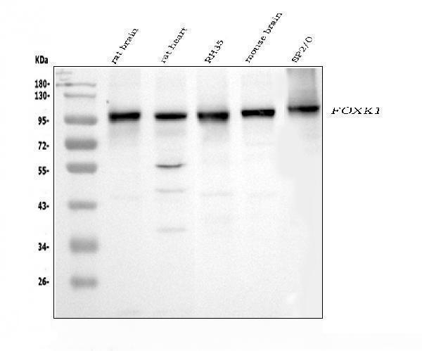 a07015 2 foxk1 primary antibodies wb testing 2