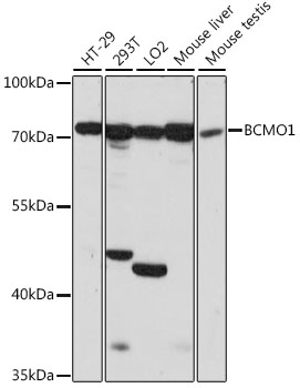 a07016 bco1 primary antiboties wb testing 1
