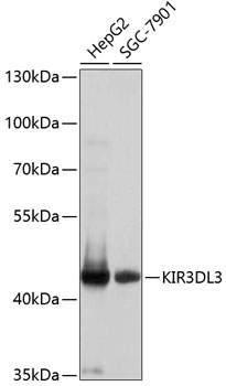 Western blot analysis of extracts of various cell lines, using KIR3DL3 antibody  at 1:1000 dilution