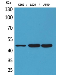 Western Blot (WB) analysis of K562, L929, A549 cells using CD158z Polyclonal antibody
