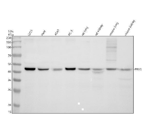 Western blot analysis of PELO using anti-PELO antibody (A07018)