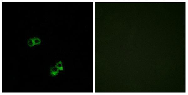 a07019 1 mc5r primary antibodies if testing 1