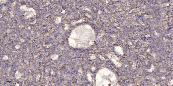 a07019 1 mc5r primary antibodies ihc testing 5