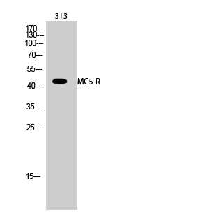 a07019 1 mc5r primary antibodies wb testing 2