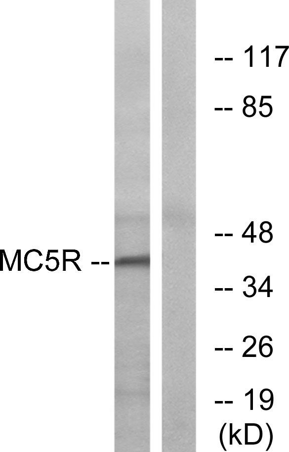 a07019 1 mc5r primary antibodies wb testing 3