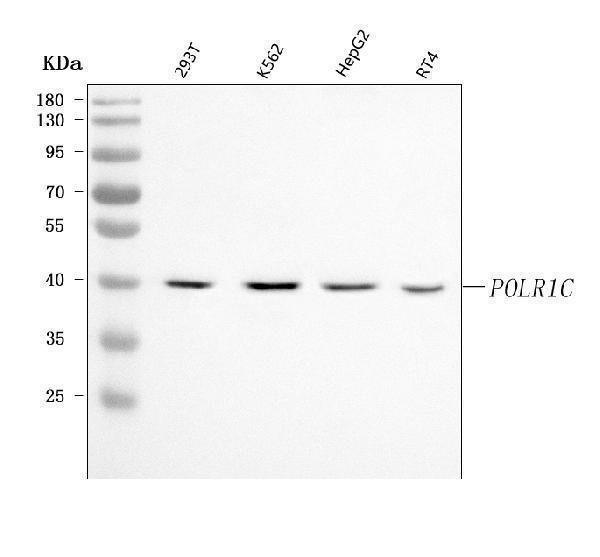 a07025 2 polr1c primary antibodies wb testing 1