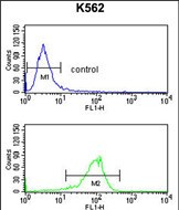 a07027 1 anti atp1b2 antibody center fc testing 3