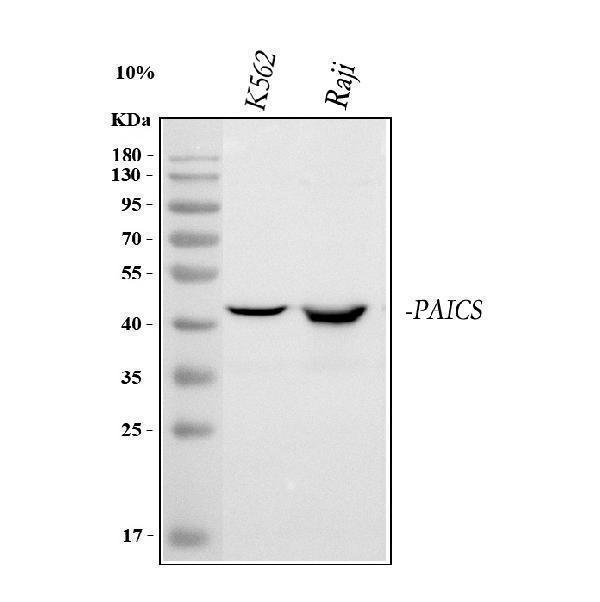  Western blot analysis of PAICS using anti-PAICS antibody (A07031-1)
