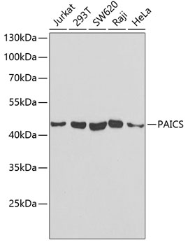 a07031 paics primary antiboties wb testing 1