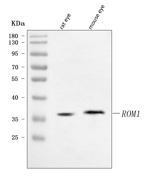 a07035 1 rom1 primary antibodies wb testing 1