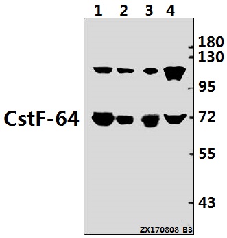 Western blot (WB) analysis of CstF-64 (R46) pAb at 1:1000 dilution
Lane1:K562 whole cell lysate(20ug)
Lane2:HEK293T whole cell lysate(20ug)
Lane3:C6 whole cell lysate(40ug)
Lane4:SP2/0 whole cell lysate(40ug)
