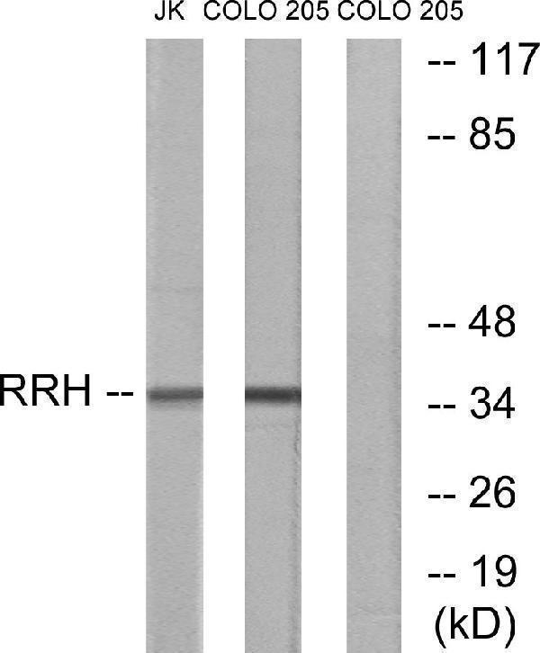 a07038 rrh primary antibodies wb testing 1
