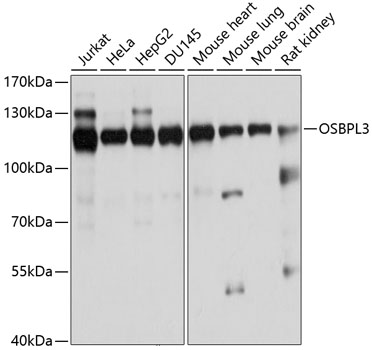 a07039 osbpl3 primary antiboties wb testing 1