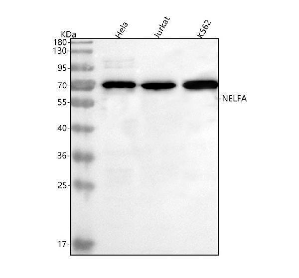  Western blot analysis of NELFA using anti-NELFA antibody (A07040-1)