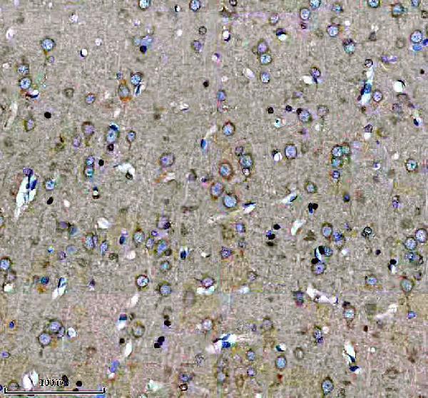 a07041 1 eif3m primary antibodies ihc testing 3