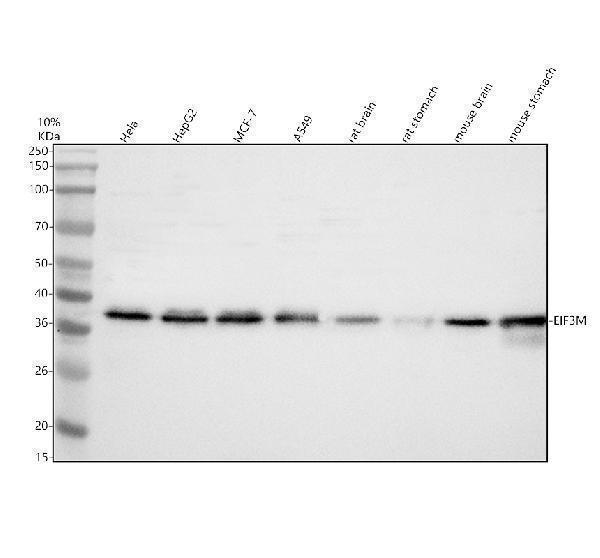 Western blot analysis of EIF3M using anti-EIF3M antibody (A07041-1)