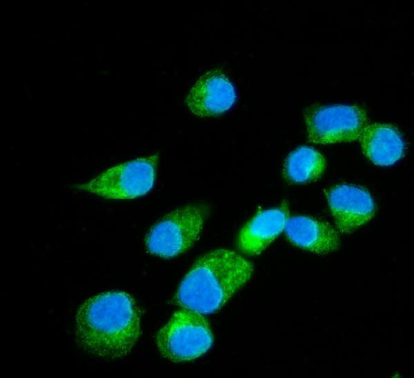 a07042 2 erlin2 primary antibodies if testing 2