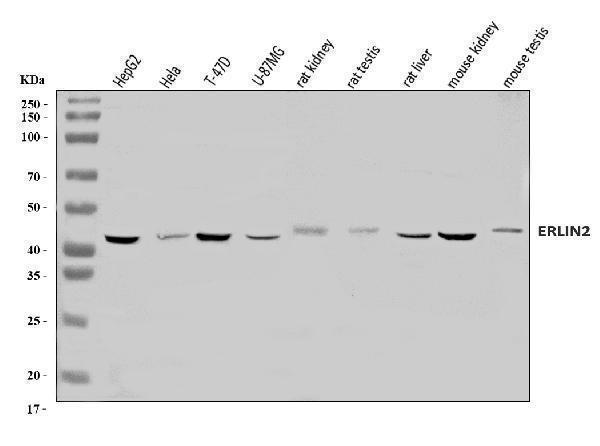 a07042 2 erlin2 primary antibodies wb testing 1
