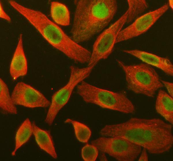 a07043 4 raly primary antibodies if testing 1