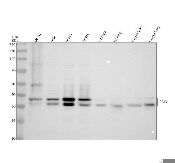 Western blot analysis of RALY using anti-RALY antibody (A07043-4)