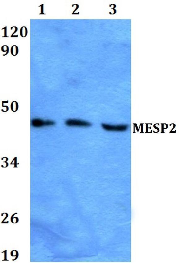 a07046 mesp2 primary antiboties wb testing 1