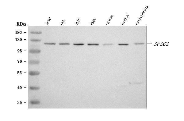 a07047 1 sf3b2 primary antibodies wb testing 1