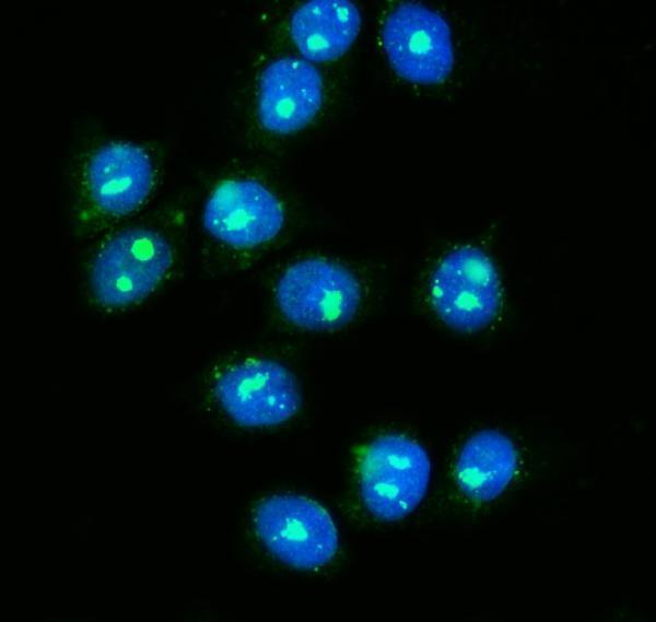 a07049 1 gar1 primary antibodies if testing 10