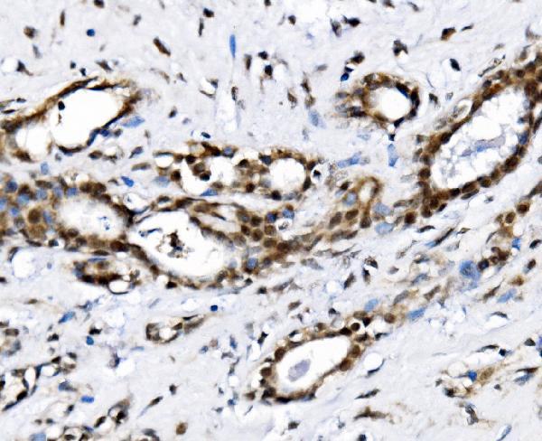  IHC analysis of NOLA1/GAR1 using anti-NOLA1/GAR1 antibody (A07049-1)
