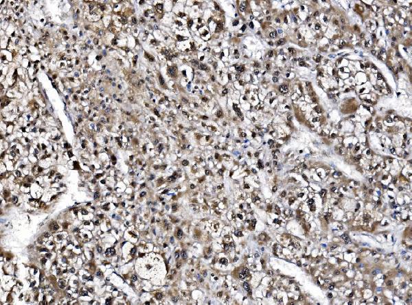 a07049 1 gar1 primary antibodies ihc testing 4