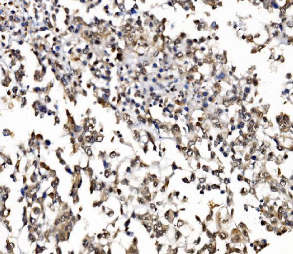 a07049 1 gar1 primary antibodies ihc testing 6