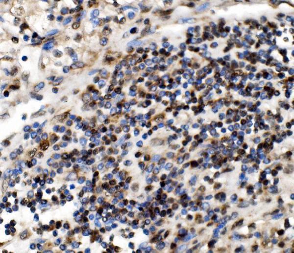 a07049 1 gar1 primary antibodies ihc testing 8