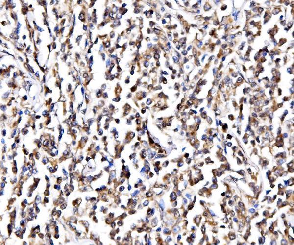 a07049 1 gar1 primary antibodies ihc testing 9