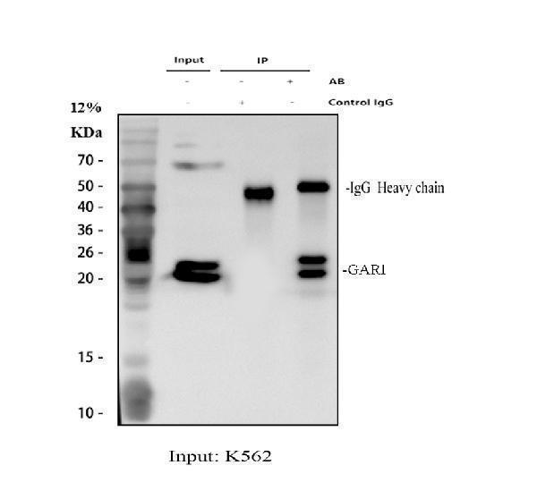 a07049 1 gar1 primary antibodies ip testing 1