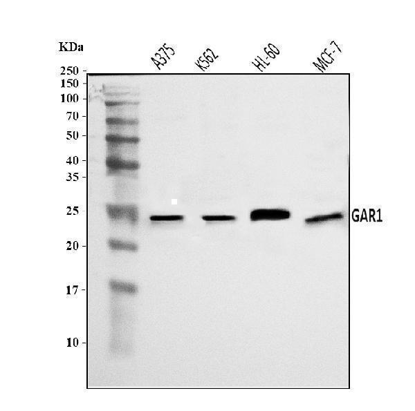  Western blot analysis of NOLA1/GAR1 using anti-NOLA1/GAR1 antibody (A07049-1)