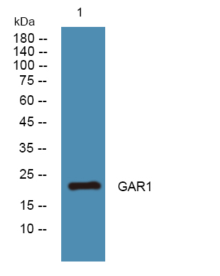 a07049 gar1 primary antibodies wb testing 1