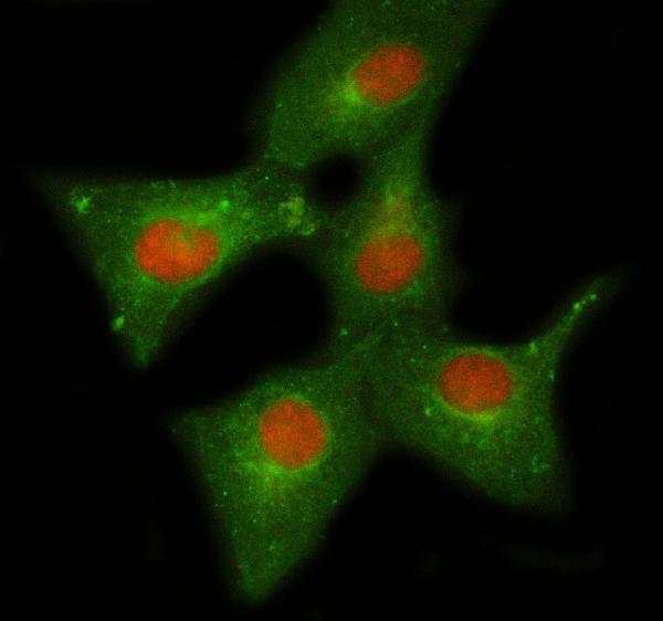 a07050 1 nelfe primary antibodies if testing 4