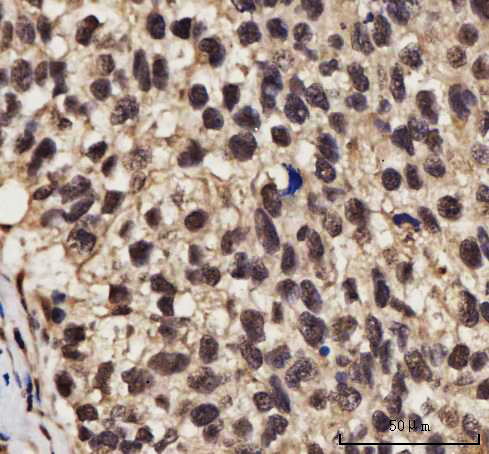  IHC analysis of NELFE using anti-NELFE antibody (A07050-1)