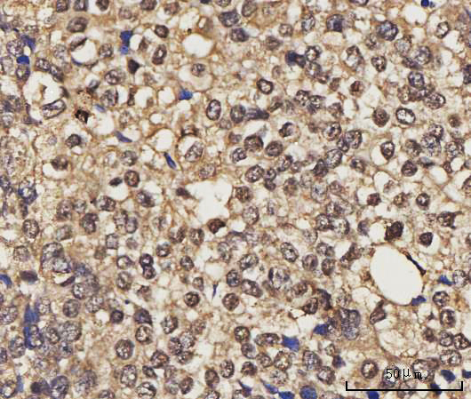  IHC analysis of NELFE using anti-NELFE antibody (A07050-1)