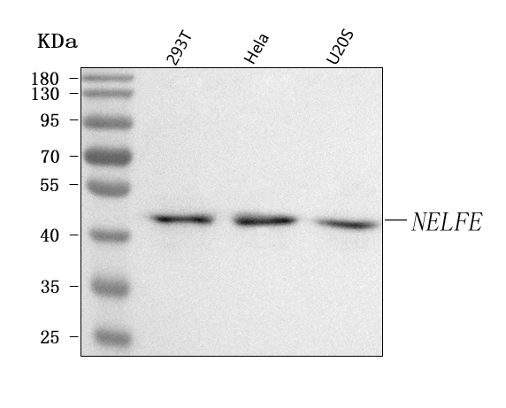  Western blot analysis of NELFE using anti-NELFE antibody (A07050-1)
