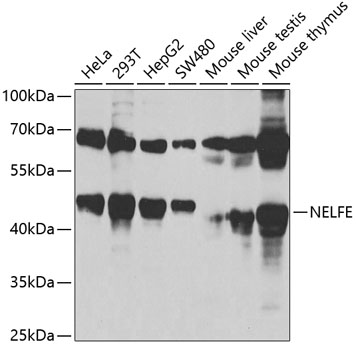 Western blot analysis of extracts of various cell lines, using NELFE antibody  at 1:1000 dilution