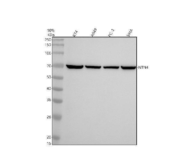Western blot analysis of NTN4 using anti-NTN4 antibody (A07052-1)