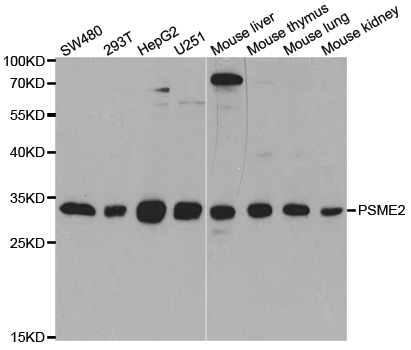 Western blot (WB) analysis of PSME2 polyclonal antibody