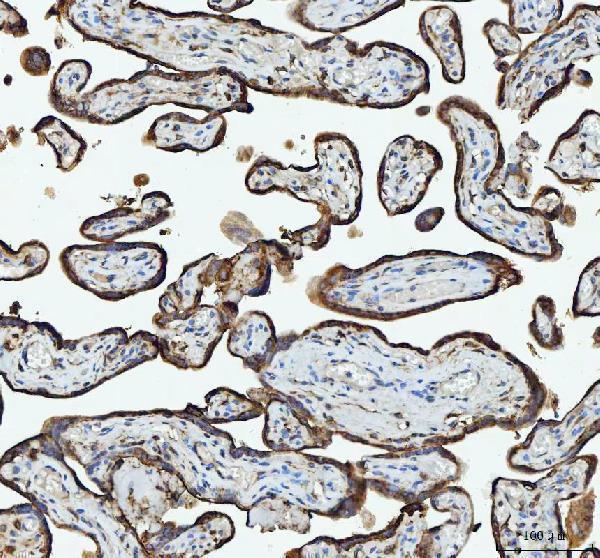 a07057 3 rpl18 primary antibodies ihc testing 3