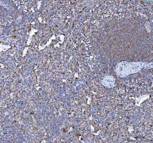 a07057 3 rpl18 primary antibodies ihc testing 5