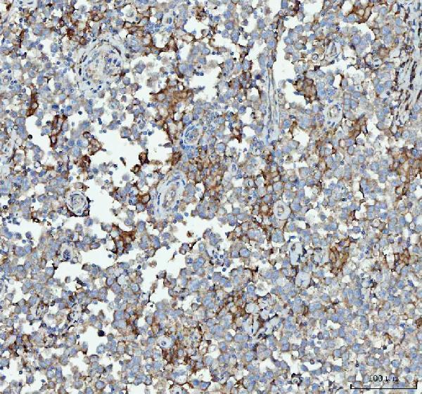 a07057 3 rpl18 primary antibodies ihc testing 6