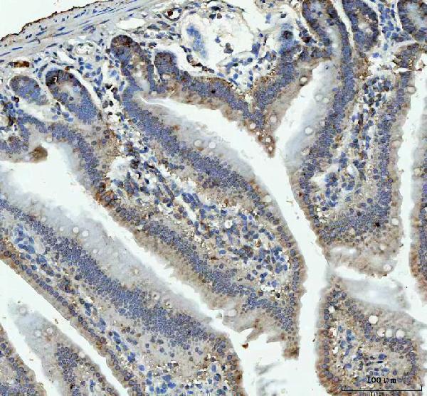 a07057 3 rpl18 primary antibodies ihc testing 7