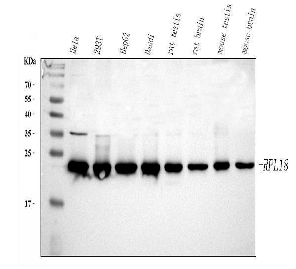 a07057 3 rpl18 primary antibodies wb testing 1