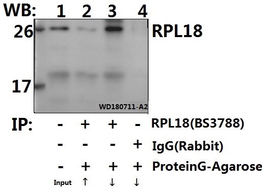 a07057 rpl18 primary antiboties ip testing 3