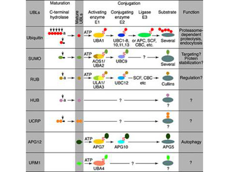 Most modifiers mature by proteolytic processing from inactive precursors (“a” = amino acid)