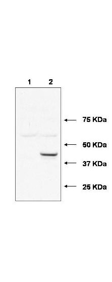 Western blot using Boster
